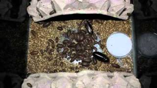 Timelapse of Dubia Roaches Eating quotCricket Crackquot Brand Gutload [upl. by Grania]