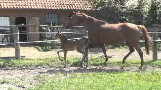 HONEY BEE v Millenium  Wolkentanz  Top Dressage or Breeding Mare 1 [upl. by Suhail]