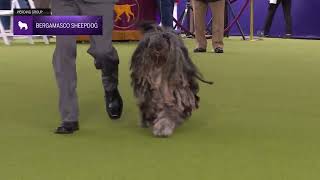 Bergamasco Sheepdogs  Breed Judging 2024 [upl. by Leahcimnoj630]