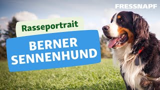 Berner Sennenhund I Rasseportrait I FRESSNAPF [upl. by Hutchison]