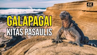 Kelionė į Galapagus 2 Iguanų prilindo į viešbutį Leidžiuosi į gilius ugnikalnio urvus [upl. by Gorman65]