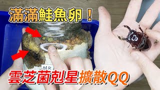 【山林蟲坊】恐怖鮭魚卵擴散，皇家大黑豔收成！  Mesotopus regius The Harvest amp Scary Salmon Eggs Spread [upl. by Kendrick504]