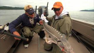 Sturgeon Fishing the Columbia River in Astoria Oregon [upl. by Pytlik]