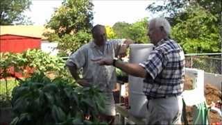 Check out these mutant tomatoes my dads growing An update at Reaganite Srs garden [upl. by Pratte]