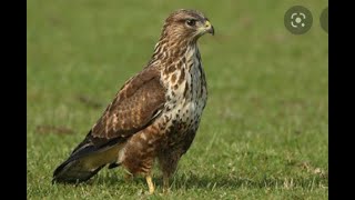 buizerd [upl. by Bazluke]