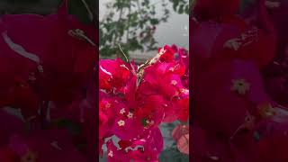 Papilio machaonPollinating and drinking bouganvillea nectar butterfly papillon fucsia special [upl. by Nnairrek]