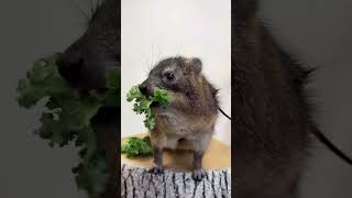 just some hyrax munching to brighten your day  animal world [upl. by Templeton]