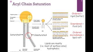 052Types of Lipids [upl. by Piks]