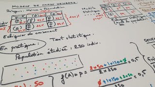 eSVT Le modèle de Hardy Weinberg et les fréquences alléliques [upl. by Aneeled]