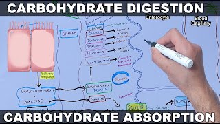 Digestion and Absorption of Carbohydrates [upl. by Yniar940]