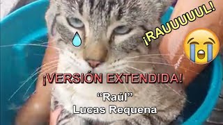 quot¡Raúlquot versión extendida  Lucas Requena  ¡Gatos cantando a Raúl [upl. by Ahsemrak]