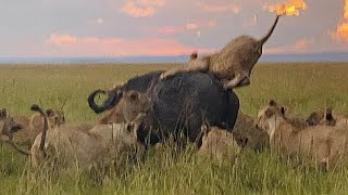 Epic Lion vs Buffalo Battle  Black Rock Males amp Rongai Pride  18 August 2024 [upl. by Llireva430]