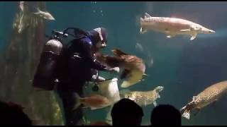 Arapaima Aquaria KLCC Feeding Time See how they feed the arapaima [upl. by Ahsinid]