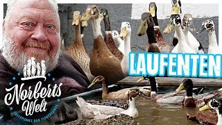 LANGGEZOGENES TIER  Die LAUFENTE müsst ihr sehen  NORBERTS WELT  Zoo Zajac [upl. by Mareld]