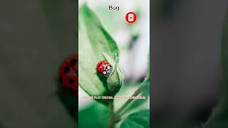 WHAT IS CONSIDERED A BUG [upl. by Doak]