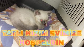 KIZIM YATAÄA FAZLA YATMIYOR SÃœREKLÄ° GEZÄ°YOR KEDÄ° VÄ°DEOSU YAVRU KEDÄ° VÄ°DEOSU HAYVANLAR Ã‚LEMÄ° [upl. by Amor101]