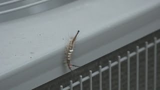 Tussock moth caterpillars pose risk of rash [upl. by Ahsilad537]