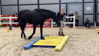 EquiGym® Vorführung mit Michael Geitner und Alexandra Schmid an der Pferd Bodensee 2024 [upl. by Berne]