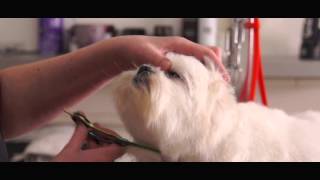 Trimsalon Lucky Dog  Bedrijfsfilm 2015  Eye for Videonl [upl. by Leverick]