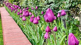 Success with Tulips From Planting to Blooms 🌷 Gardening With the Williams [upl. by Anu255]