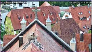 Livestream von der Tuttlinger Storchencam [upl. by Brouwer]