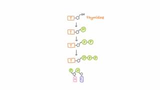 AntiHerpetic Drugs  How They Work [upl. by Ellednahs]