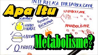 Apa itu Metabolisme  Anabolisme dan Katabolisme [upl. by Emalia]