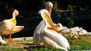 Great White Pelican Flock  Beautiful Water Bird  Pelecanus onocrotalus  Bird Life [upl. by Ibor]