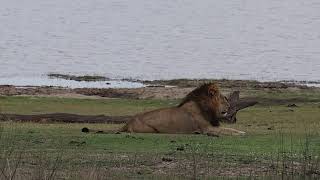 Lion Roaring Manyeleti Greater Kruger Park Red Road Lion African Safari Adventure [upl. by Reiche499]