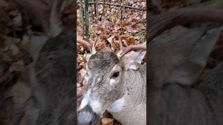 Deer Season 2023 8POINT BUCK [upl. by Earahc654]