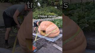 new pumpkin technique unlocked 🎃🦈⛈️ pumpkin halloween plants gardening vegetables garden [upl. by Anialem]