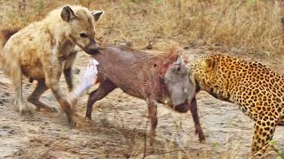 Leopard and Hyena Break Warthog Apart While Still Alive [upl. by Ecnadnak]