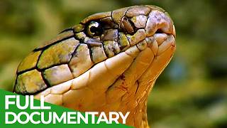 Wild Indonesia  Episode 1 Islands of Monsters  Free Documentary [upl. by Rubel]