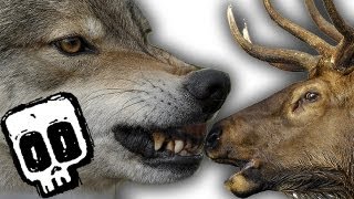 Grey Wolf vs Elk  Deadliest Showdown Ep 2  Earth Unplugged [upl. by Akiras]