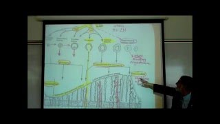 THE MENSTRUAL CYCLE by Professor Fink [upl. by Allista]