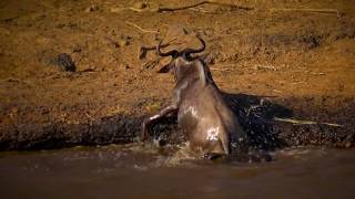 Battle in Masai Mara like the Battle at Kruger  Crocodile v Wildebeest [upl. by Htide302]