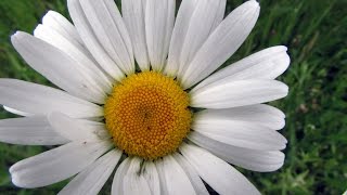 The Oxeye Daisy [upl. by Hijoung426]