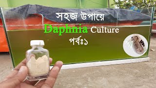 How to culture DAPHNIA manga easy way সহজে কিভাবে DAPHNIA চাষ করবেন [upl. by Tadeas]