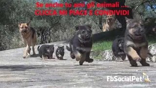 cuccioli pastore tedesco alla riscossa FbSocialPet [upl. by Merell]