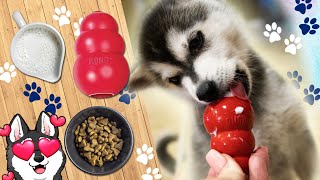 How To Use A Kong For The First Time With A Puppy [upl. by Suirtemed]