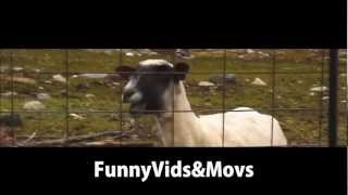 Taylor Swift Goat Edition 10 Minutes [upl. by Auos]