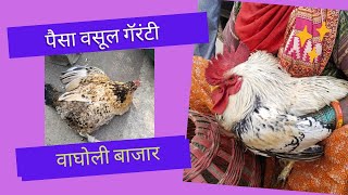 Wagholi Birds Market Pune Tues 24 Jan 23 SALivestock Mandi Livedeal Pune [upl. by Anaerol17]