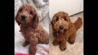 FUDGE the Cockapoo BIRTH to ONE YEAR [upl. by Liatris]