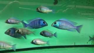 Placidochromis electra giselli [upl. by Lorimer]