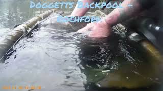 Doggetts  Backpool Wels Catfish [upl. by Candide]