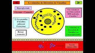 La communication hormonale  La régulation de la glycémie insuline et glucagon [upl. by Nahtanha]