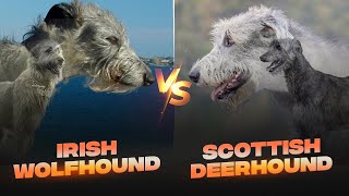 Irish Wolfhound vs Scottish Deerhound Detailed Comparison [upl. by Charmane]