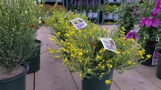 Cytisus Allgold  Moonlight  Osiris Scotch Broom  Slender Foliage Yellow Flowers [upl. by Reehsab]