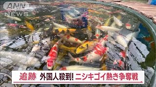 泳ぐ宝石「ニシキゴイ」 競り市に外国人殺到 “1匹1100万円”も…熱き争奪戦【Jの追跡】2023年12月2日 [upl. by Ahtekahs]