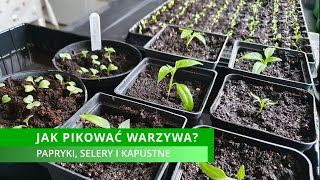 Jak pikować warzywa Pikowanie rozsady warzyw Papryki selery i kapustne Marzec w ogrodzie [upl. by Velma]